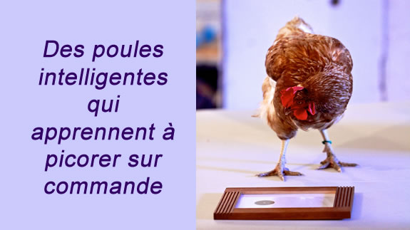 Poules Académie : des poules qui ont du chien !